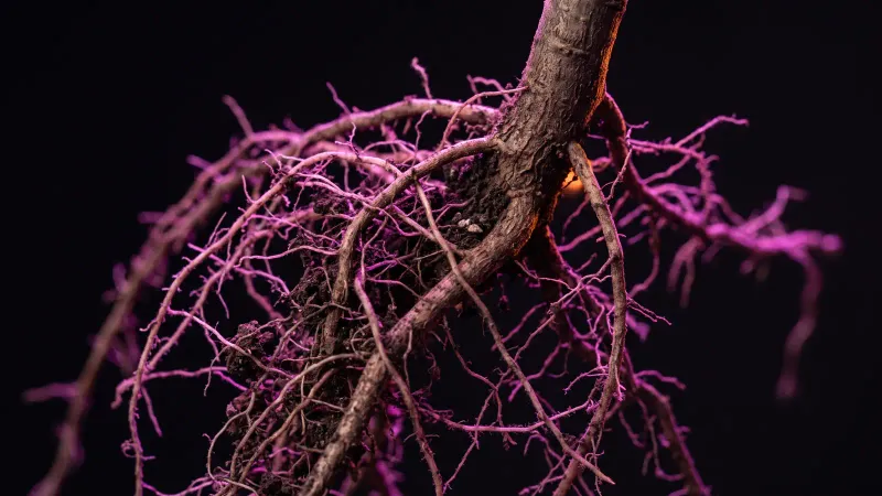 Tangled roots around one strong taproot in dark soil, showing when API integration is not enough
