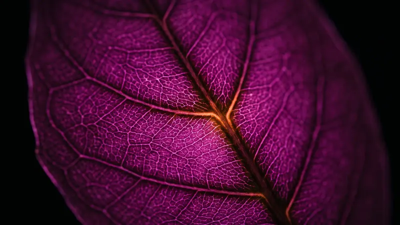 Macro of leaf veins with a distinct branching pattern, a picture of a workflow unique enough for bespoke software