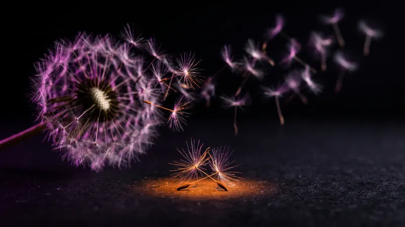 Dandelion seeds drifting with only a few landing in light, showing how AI answers mention only some local businesses